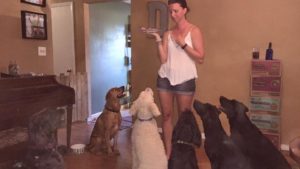 Lisa-Doodle-Breeder-dog-trainer