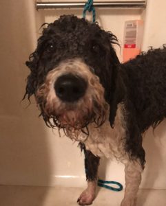 Grooming-your-doodle-and-the-coat-types