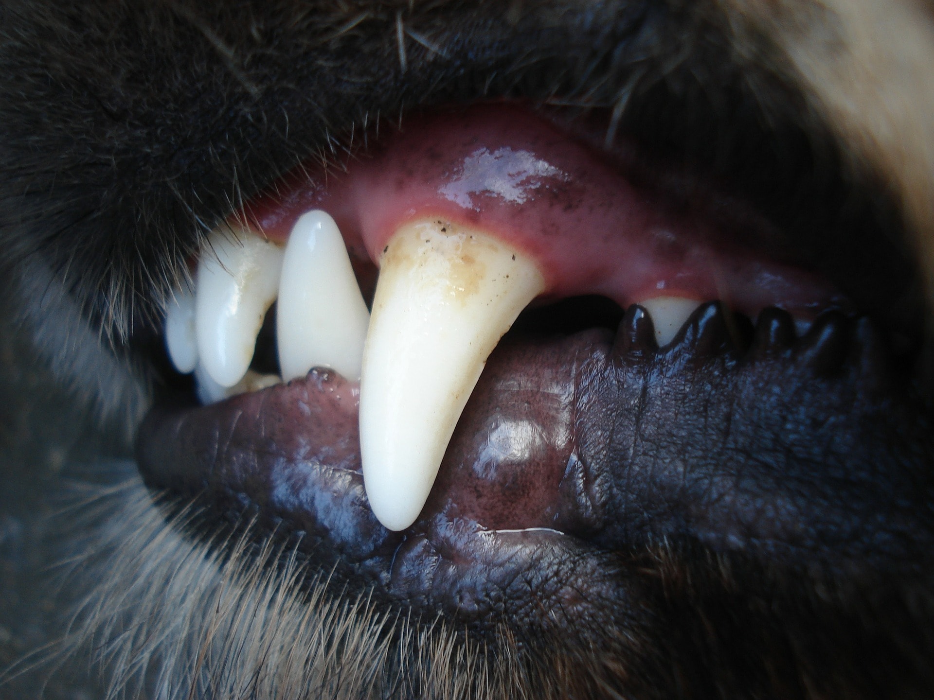 Dog-dental-hygiene