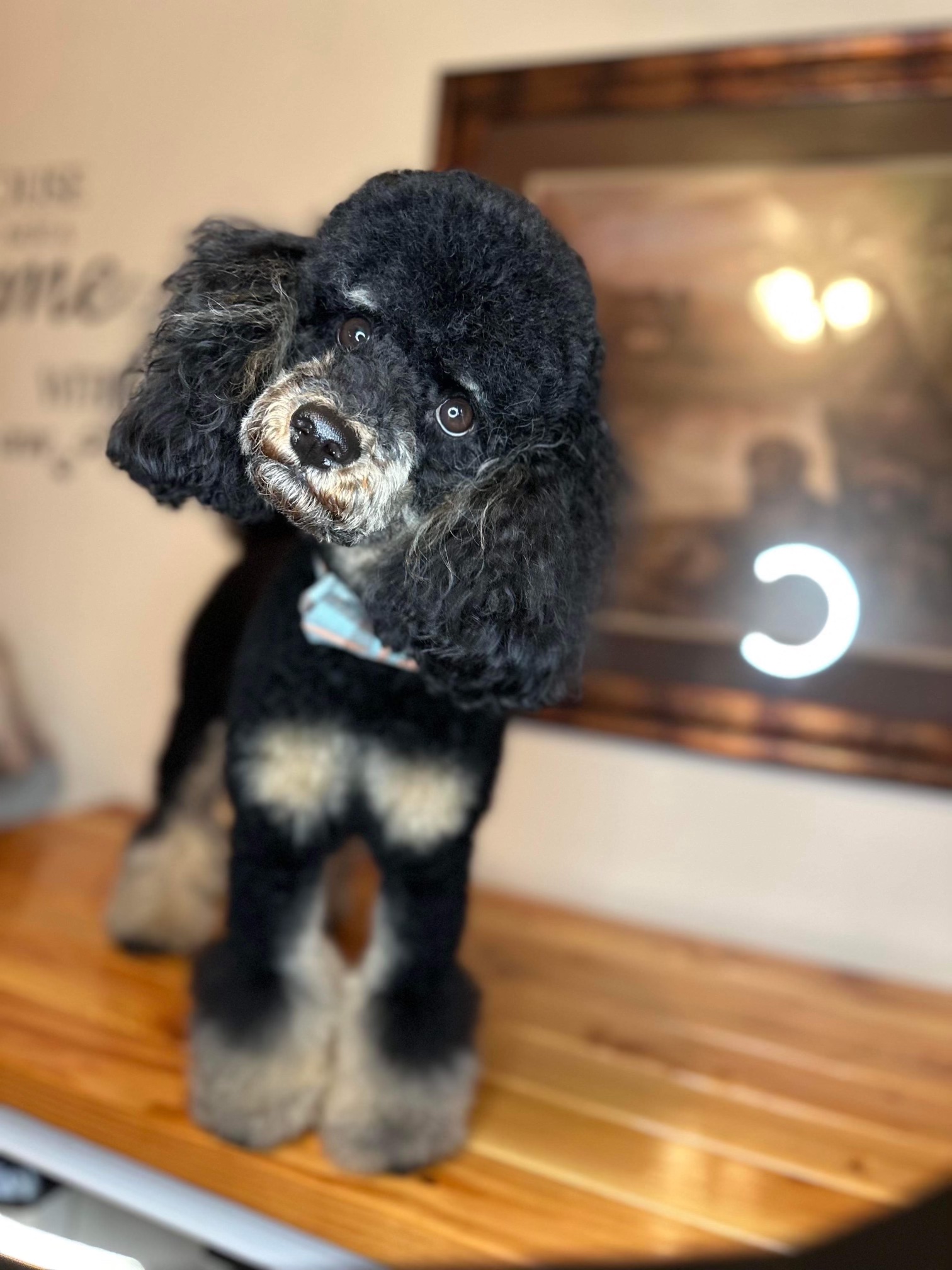 Dobby the parti standard poodle