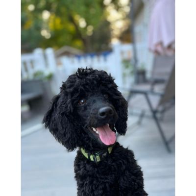 Chewy red standard poodle